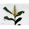HEDYCHIUM GARDNERIAN
