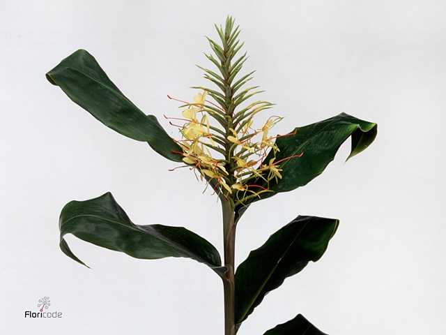 HEDYCHIUM GARDNERIAN