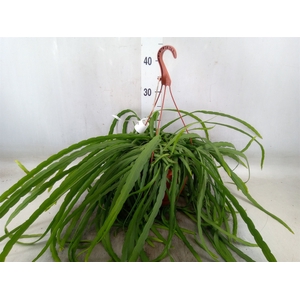 Lepismium bolivianum