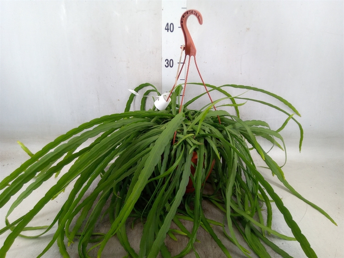 <h4>Lepismium bolivianum</h4>