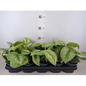 Scindapsus pictus 'Trebie'