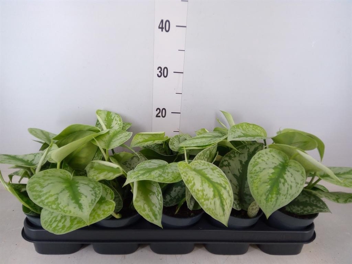 <h4>Scindapsus pictus 'Trebie'</h4>