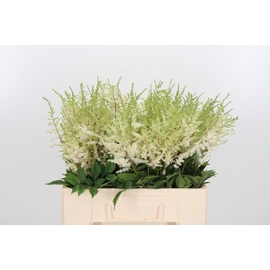 Astil Ar Diamant 60 Cm