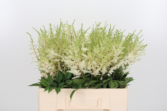 <h4>Astil Ar Diamant 60 Cm</h4>