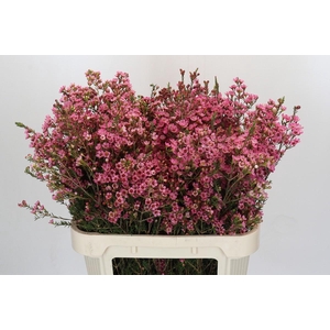 Chamelaucium Sarah's Delight