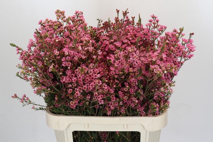 <h4>Chamelaucium Sarah's Delight</h4>