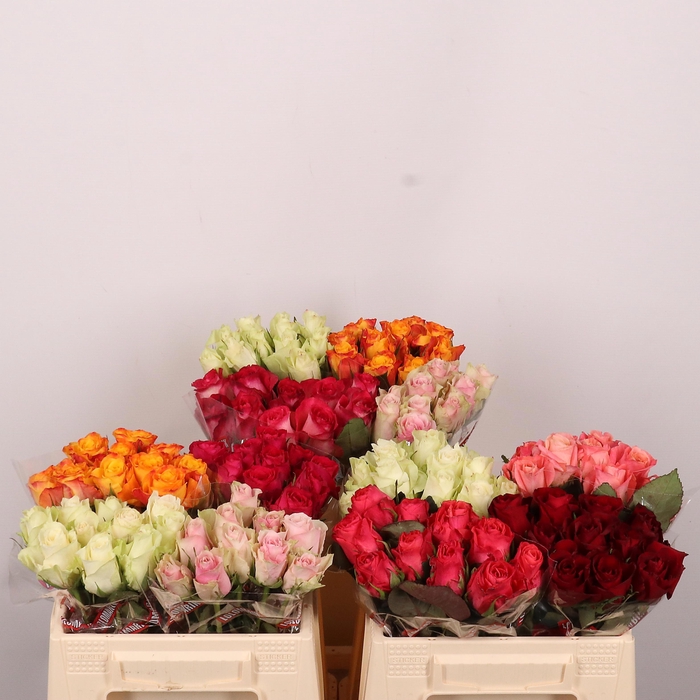 <h4>R GR GEM IN FUST</h4>