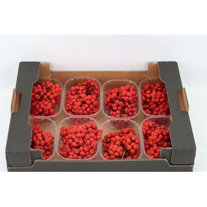 Sier Sorbusbes Red X8