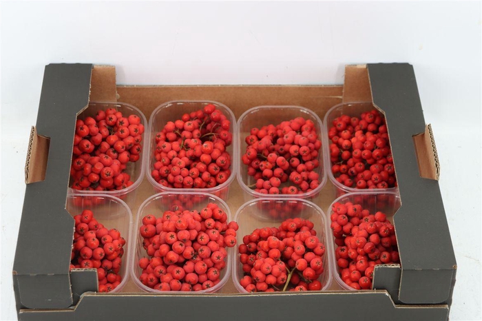 <h4>Sier Sorbusbes Red X8</h4>