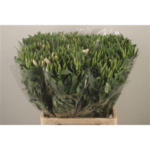 Clarkia Am Gr Salmon