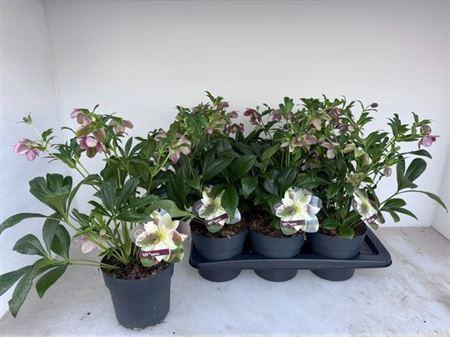 arr8 Hell Viv Victoria