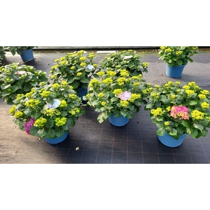 Hydrangea mix cc 33cm