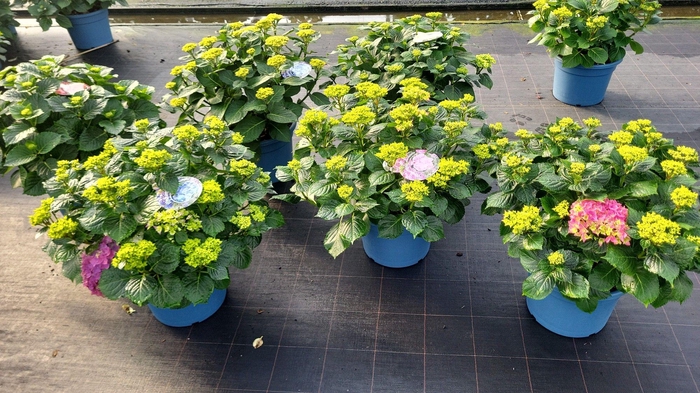 <h4>Hydrangea mix cc 33cm</h4>