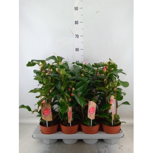 Camellia japonica 'Dr King'