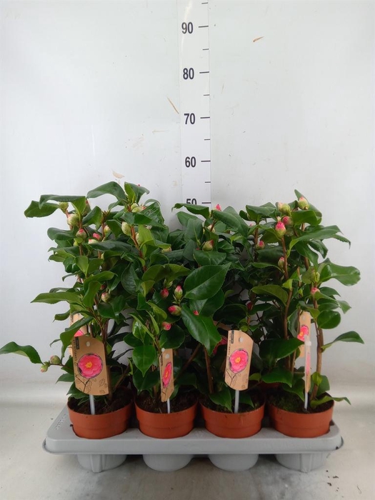 Camellia japonica 'Dr King'