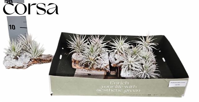 <h4>ARR TILLANDSIA</h4>