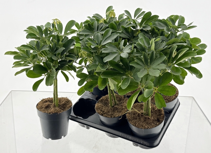 <h4>SCHEF AR NORA</h4>