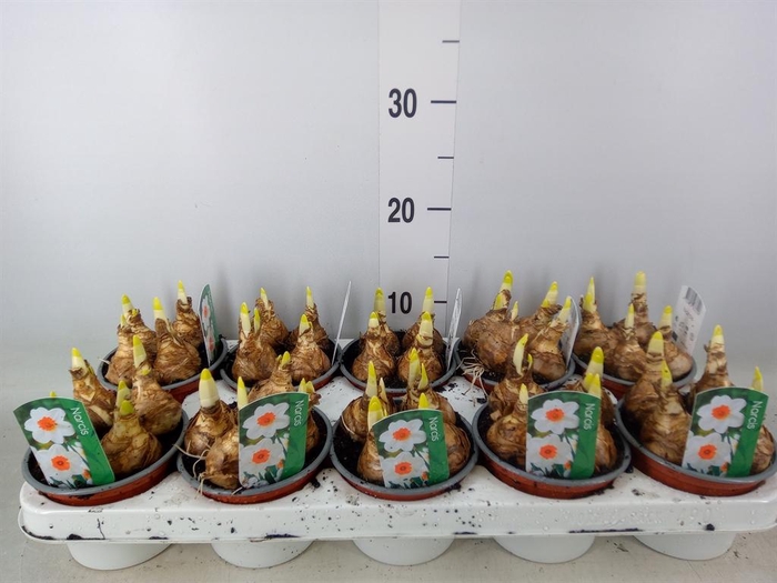 <h4>Narcissus ...</h4>