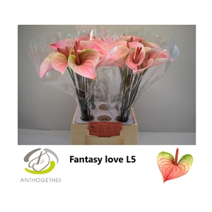 Anthurium Fantasy Love