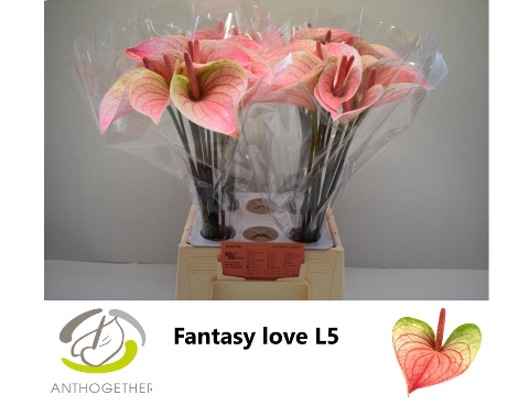 <h4>Anthurium Fantasy Love</h4>