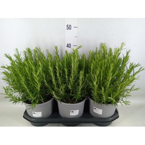 Rosmarinus offi.   ...