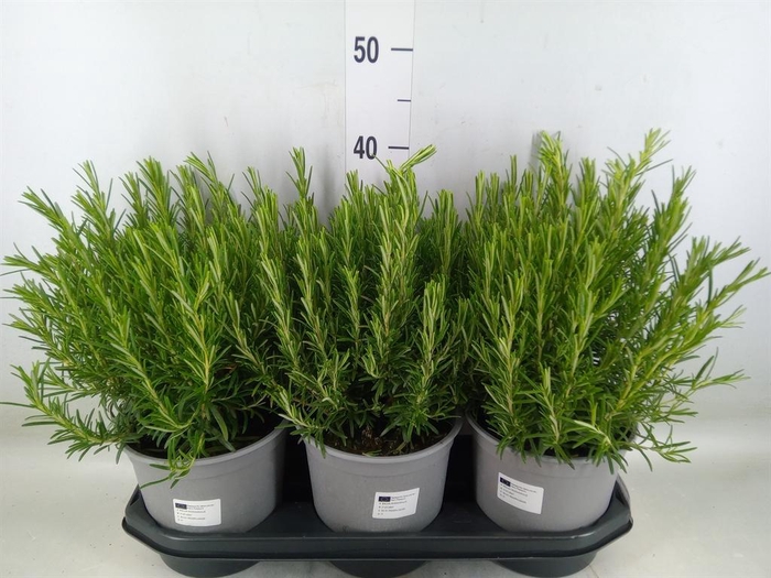 <h4>Rosmarinus offi.   ...</h4>