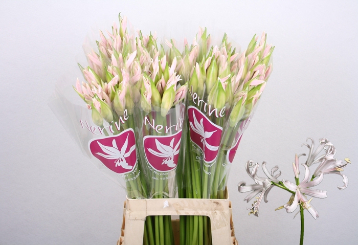 <h4>NE BO SOFIE</h4>