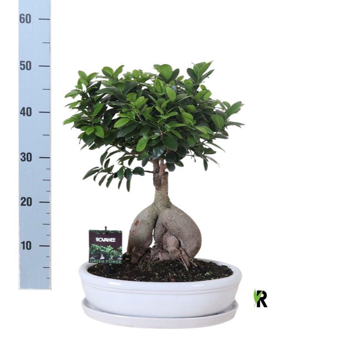 <h4>Ficus microcarpa 'Ginseng'</h4>