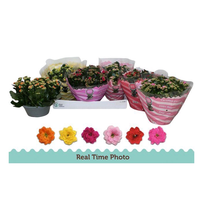 <h4>Kal Ge Gem 6 Kl</h4>