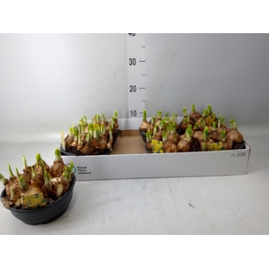 Narcissus  'Tete a tete'