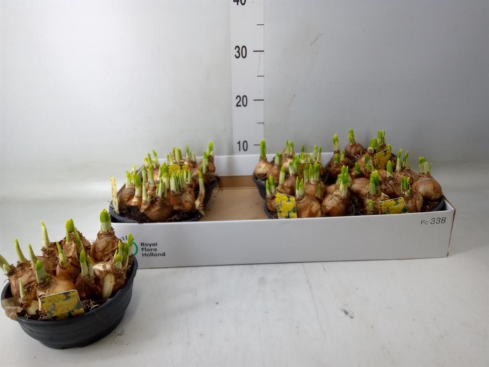 <h4>Narcissus 'Tete a tete'</h4>