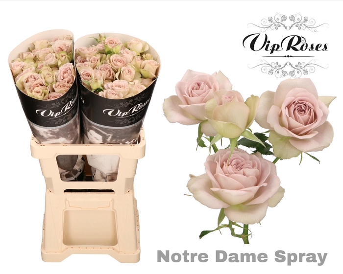 <h4>R TR NOTRE DAME+</h4>