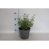 vaste planten 19 cm  Salvia macr. 'Hot Lips'