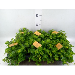 Peperomia rotundifolia