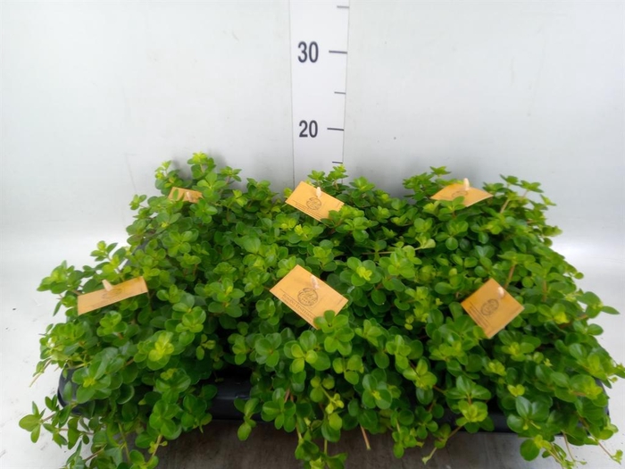 <h4>Peperomia rotundifolia</h4>