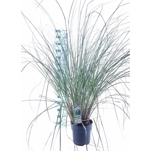 Cortaderia selloana 'Pumila'