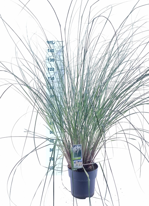 <h4>Cortaderia selloana 'Pumila'</h4>
