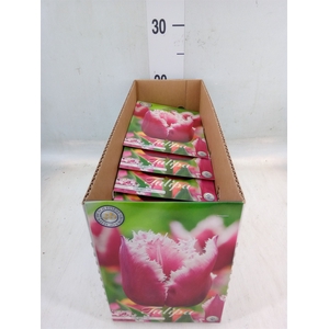 Tulipa   ...flowerbulbs