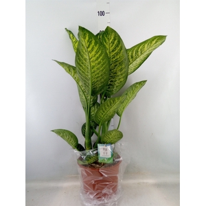 Dieffenbachia seg. 'Tropic Jewel'