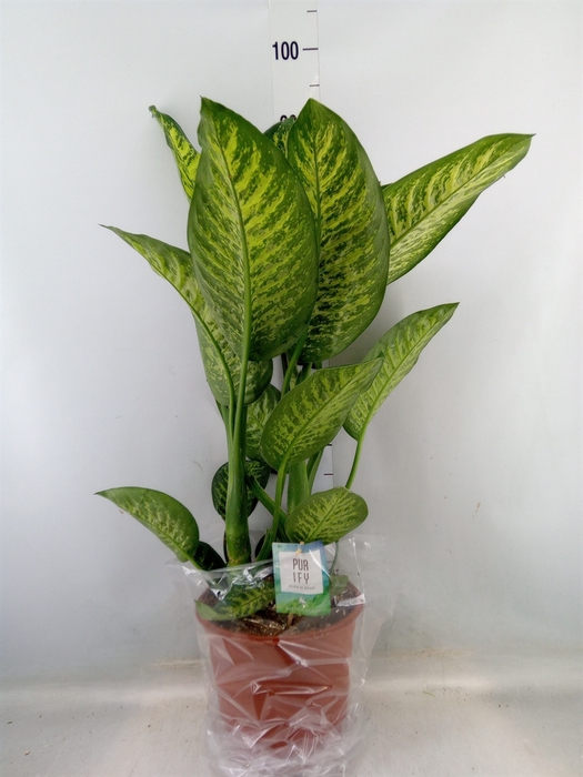 <h4>Dieffenbachia seg. 'Tropic Jewel'</h4>