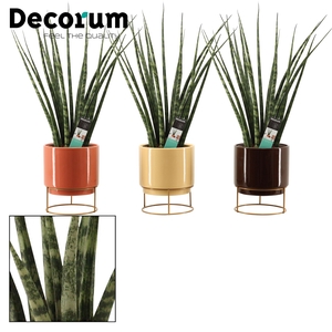 Sansevieria Fernwood 14 cm in Emma (Nature Love-collection)