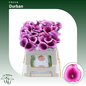 Calla Durban