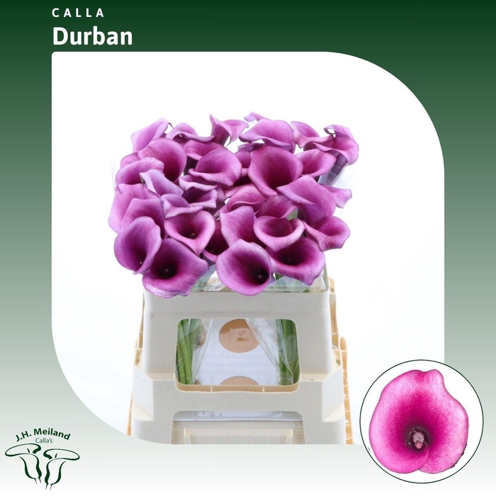 <h4>Calla Durban</h4>