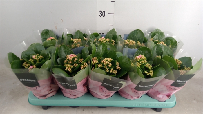 <h4>Kalanchoe blos. 'Serenity Pinkwhite</h4>