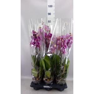 Phalaenopsis   ...
