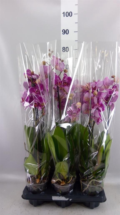 <h4>Phalaenopsis   ...</h4>