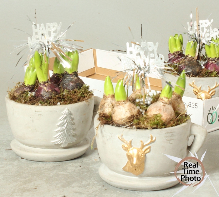 <h4>ARR HYACINTH</h4>