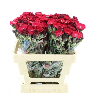 Di Tr Solandis Passionfly