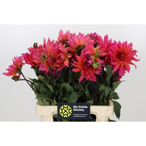 Dahlia Pink Punk