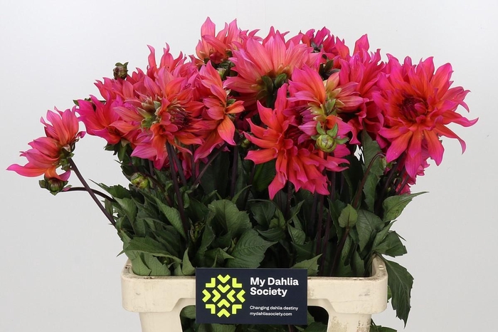 <h4>Dahlia Pink Punk</h4>